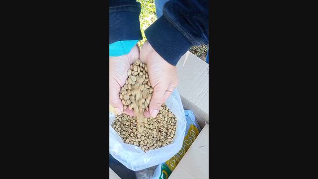 Imagem MUDAS DE CAFÉ DE ALTA QUALIDADE