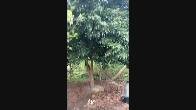 Imagem Frutíferas Adultas