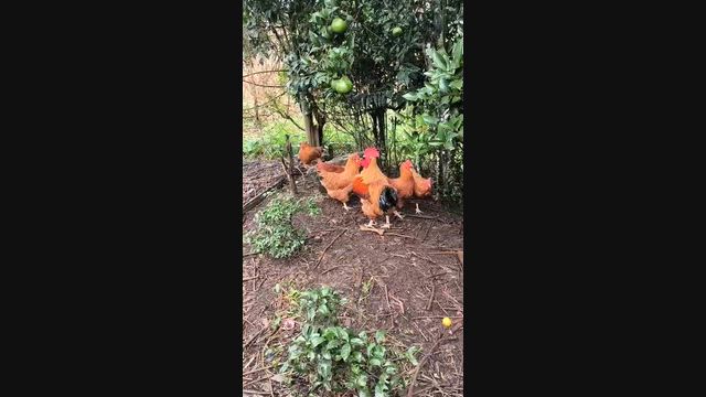 Imagem Ovos Galinha New Hampshire - Raça pura
