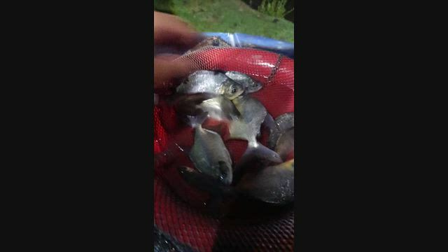 Imagem Peixe Redondo Tambacu – 10 a 15 cm
