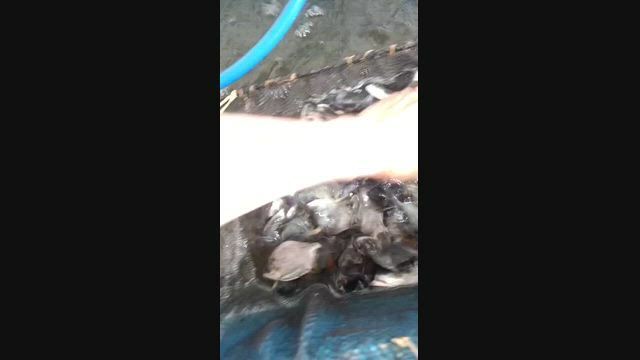 Imagem Peixe Redondo Tambacu – 10 a 15 cm