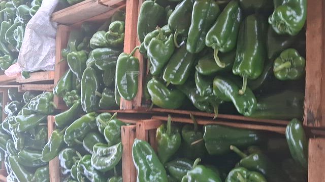 Imagem Pimentão Verde