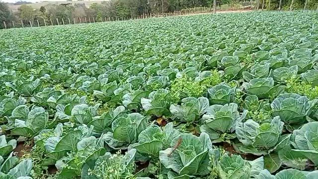 Imagem Repolho Verde