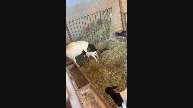 Imagem Ovelhas Dorper Adultas à Venda – Animais Sadios e Bem Criados