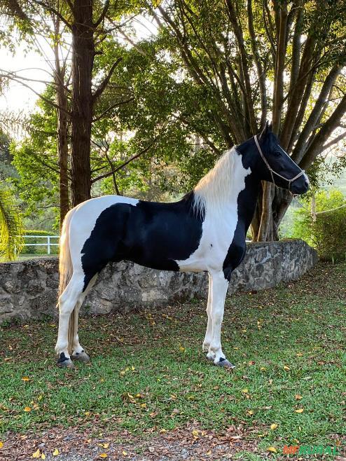 Cavalo Mangalarga Marchador em Ibiúna SP à venda. Compre direto 86185