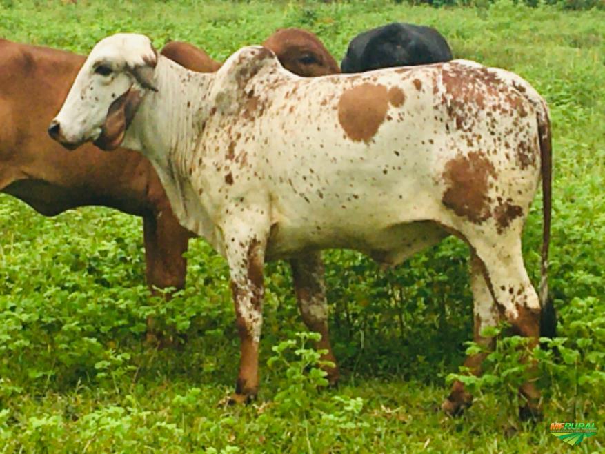 Gado de Leite em Bela Vista de Goiás - GO à venda com preço