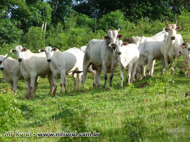 Sitio em Mato Rico Pr em Mato Rico PR à venda. Compre direto 162642