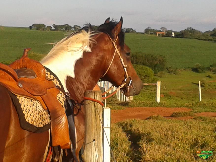 Cavalo Paint Horse Preço Venda Compra MF Rural