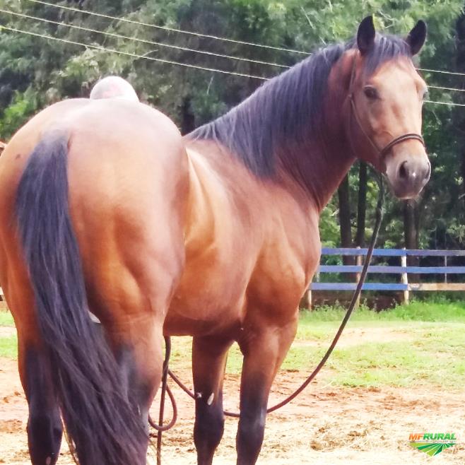 Egua Paint Horse Preço Venda Compra MF Rural