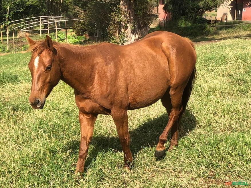 Potra Quarto de Milha, 3 Anos em Botucatu SP à venda. Compre 622797