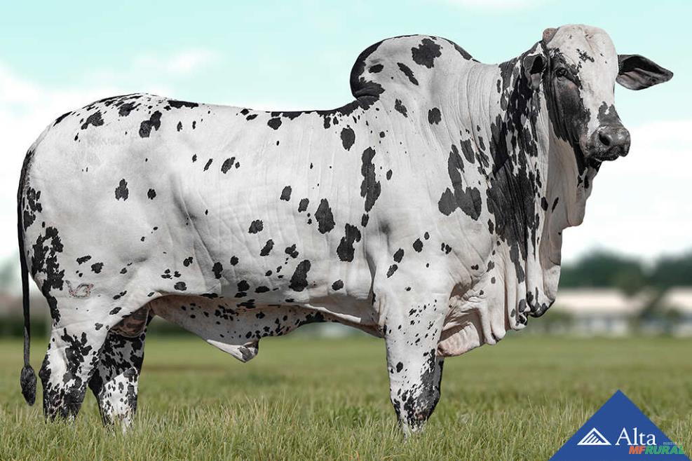 Astral Hub V3 Script | Preço Venda Compra - MF Rural