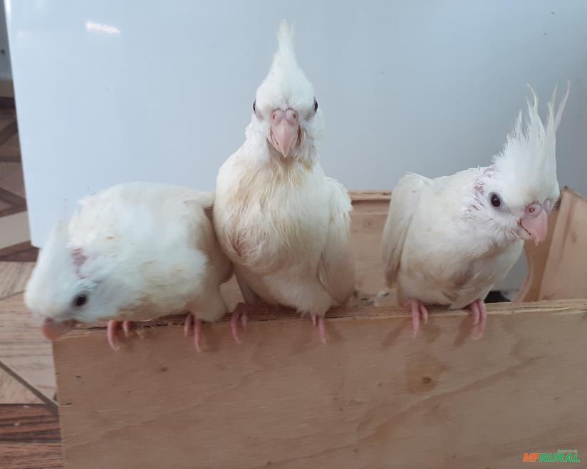 Pássaros à venda com preço
