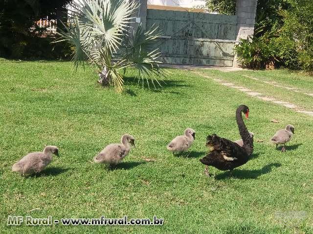Cisne Negro Filhotes Em Marica Rj A Venda Compre Direto 231821