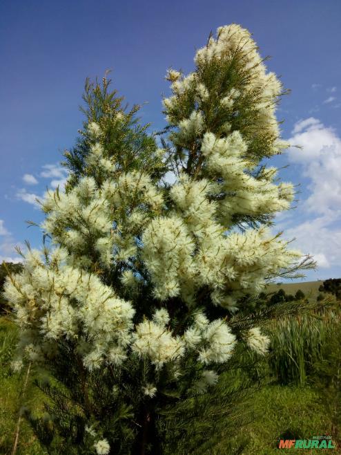Melaleuca Organica | Preço Venda Compra - MF Rural