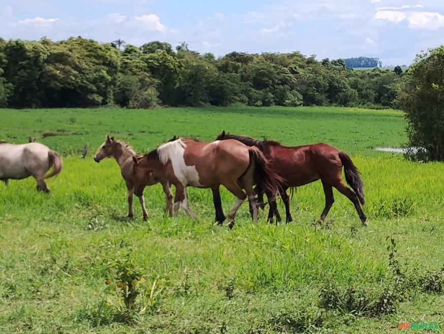 Imoveis Fazendas Venda | Preço Venda Compra Pág 9 - MF Rural