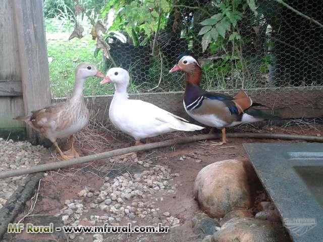 marreco mandarim em brusque sc vender comprar marreco mandarim preço