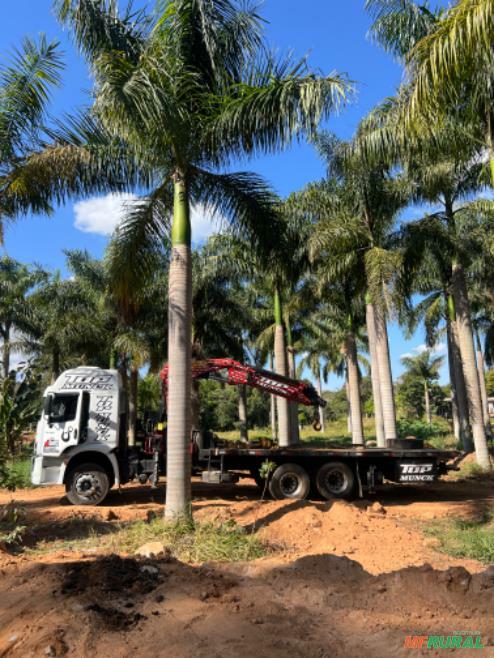 Troncos Arvores em São Paulo | Preço Venda Compra - MF Rural