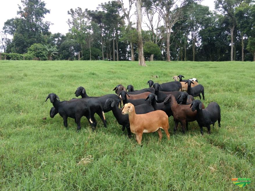 OVINOS SANTA INÊS em Chapecó SC Vender Comprar OVINOS SANTA INÊS OVINOS SANTA INÊS em Chapecó SC Vender Comprar OVINOS SANTA INÊS