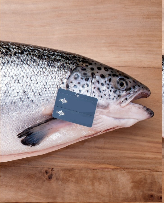 Tilapia Atacad no Rio de Janeiro Preço Venda Compra MF Rural