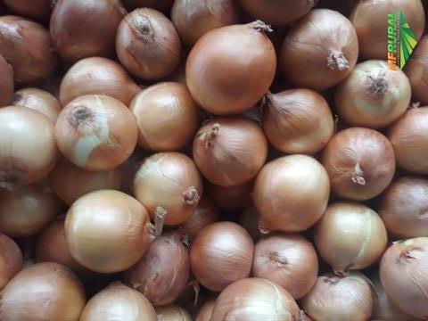 Cebola Em Cristalina Go A Venda Compre Direto Do Vendedor 310893
