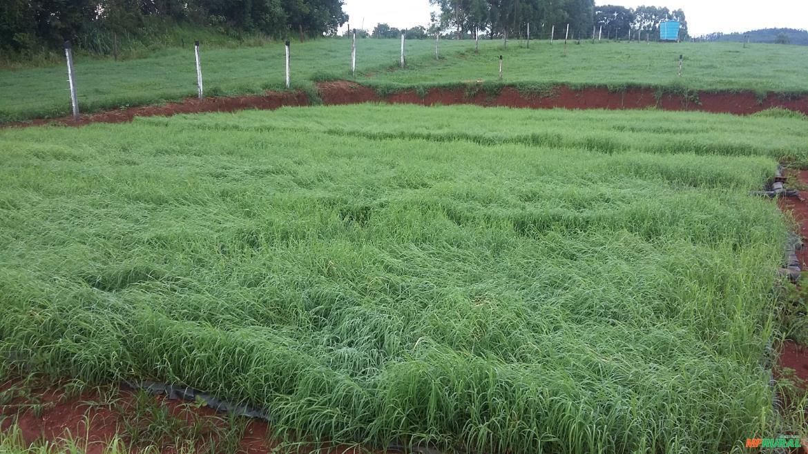 Mudas Grama Estrela Africana | Preço Venda Compra - MF Rural