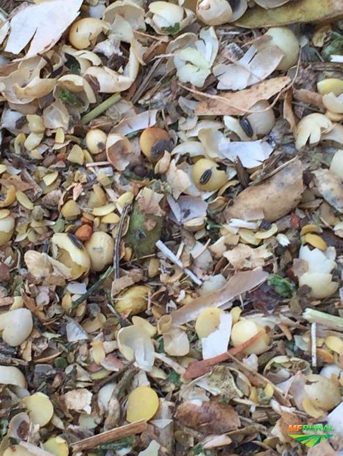 Residuo Soja | Preço Venda Compra - MF Rural