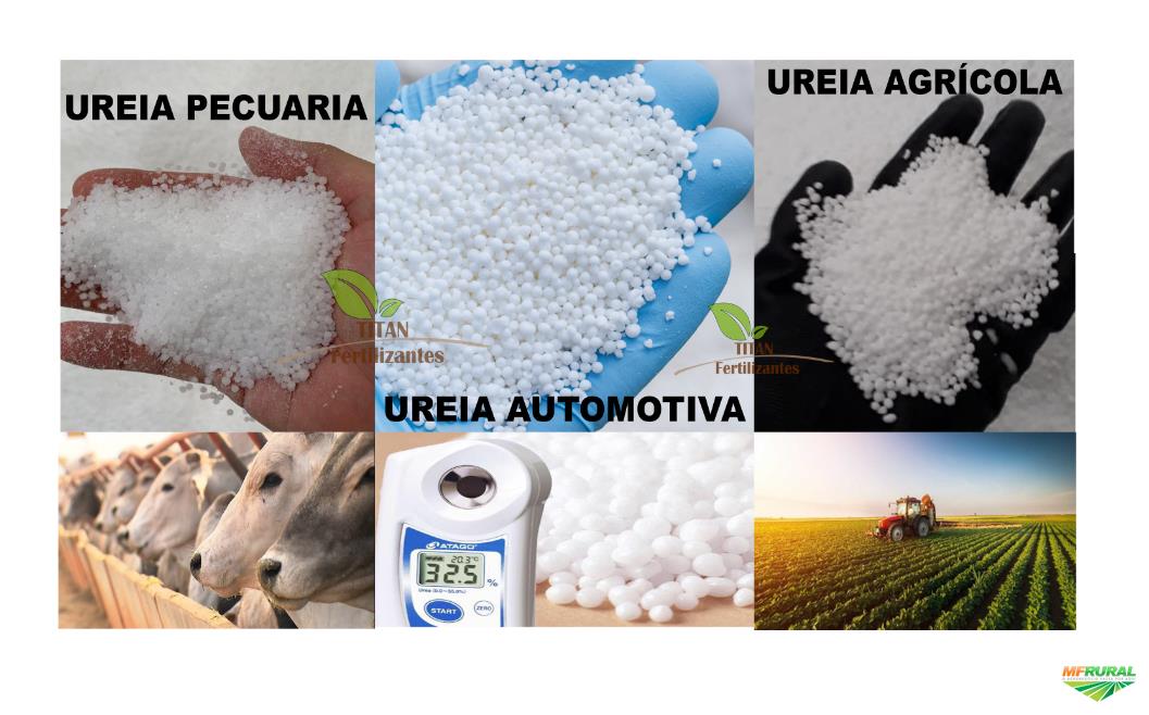 Uréia em Curitiba PR à venda. Compre direto do vendedor 331343