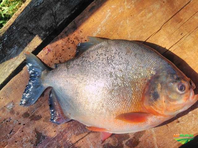 Pacu E Outros Peixes. em Rancharia SP à venda. Compre direto 332292