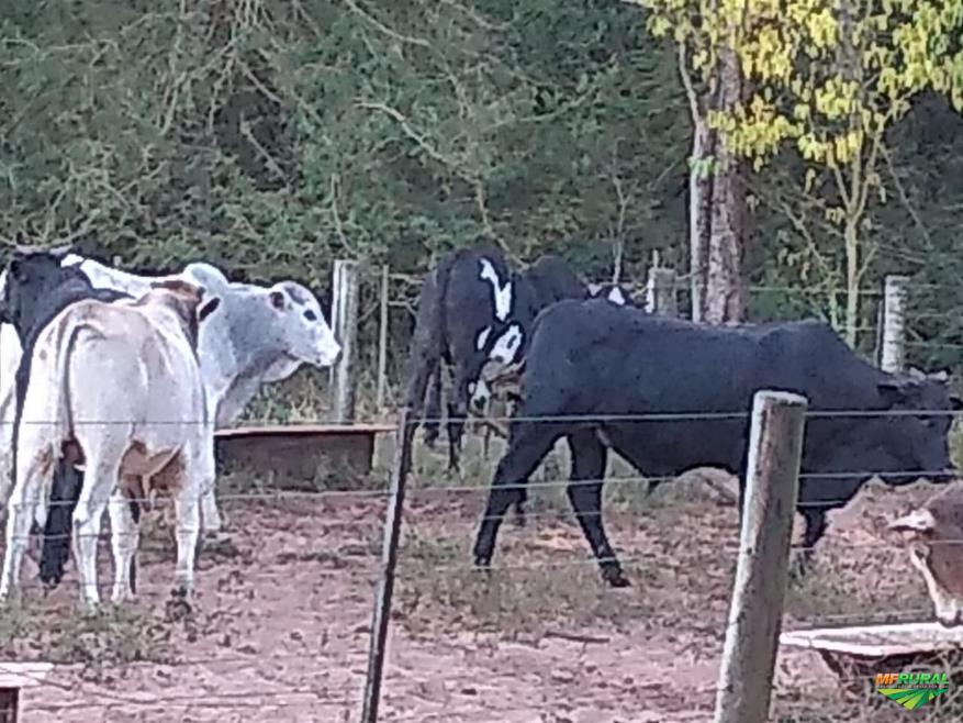 Nelore e Angus (cruzamento industrial) em Ribeirão Bonito SP Ven