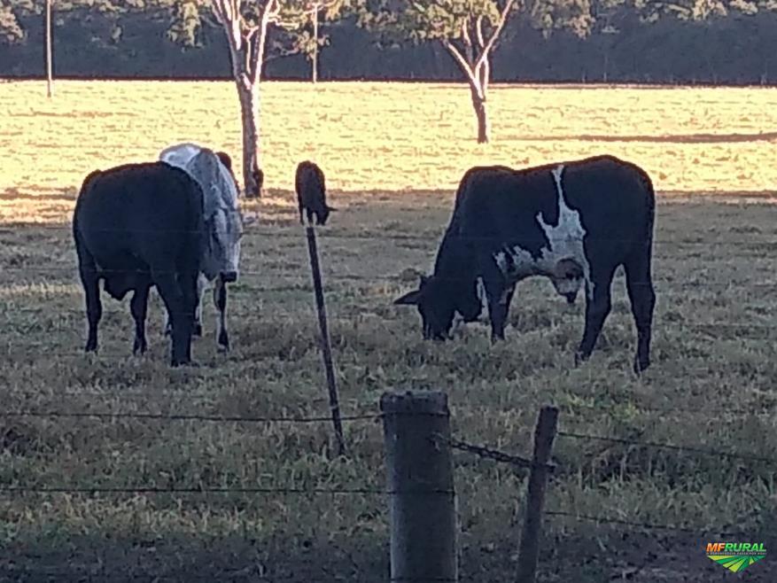 Nelore e Angus (cruzamento industrial) em Ribeirão Bonito SP Ven
