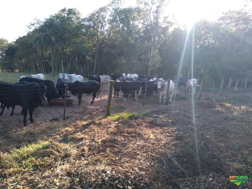 Nelore e Angus (cruzamento industrial) em Ribeirão Bonito SP Ven