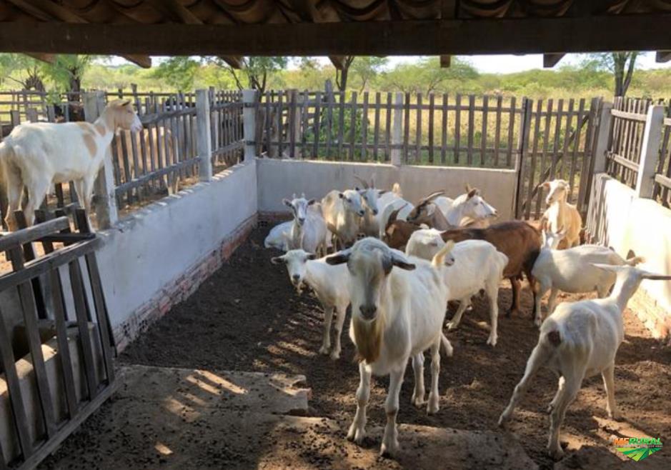 Bode, Cabras E Cabritos em Angicos RN à venda. Compre direto 348593