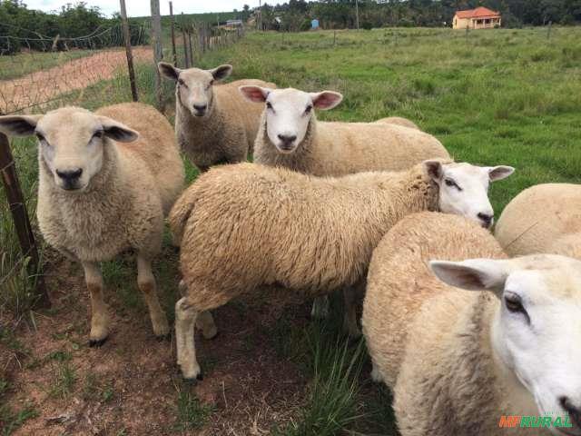 Borregos Texel Animais Preço Venda Compra MF Rural