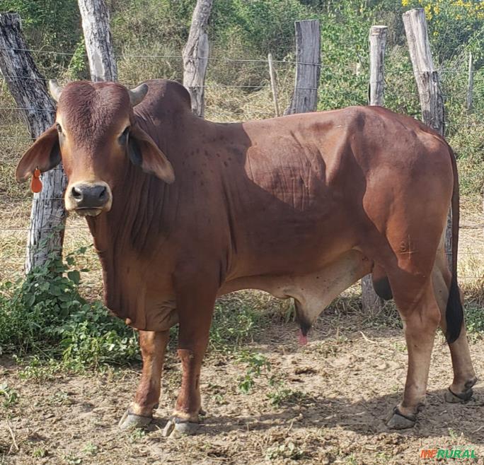 Garrote Sindi Sem Registro em Boa Vista do Tupim BA à venda. 610949