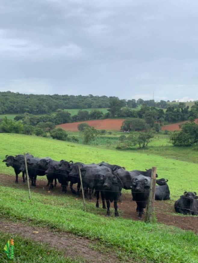 Bufalos Macho | Preço Venda Compra - MF Rural