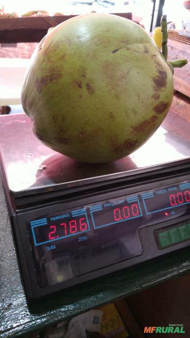 Coco Verde | Preço Venda Compra - MF Rural