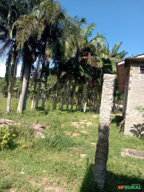 Mudas de Palmeira em Santa Catarina à venda com preço