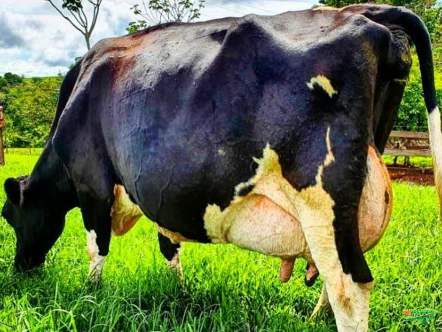 Outros Bovinos de Leite em Goiás à venda com preço