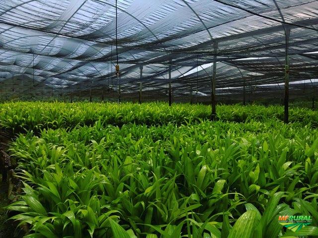 Plantar Mudas No Esp rito Santo Pre o Venda Compra MF Rural