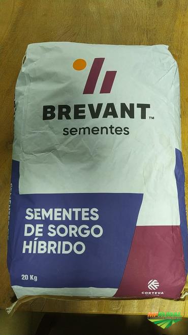 Colheita Sorgo Sementes Pre o Venda Compra MF Rural