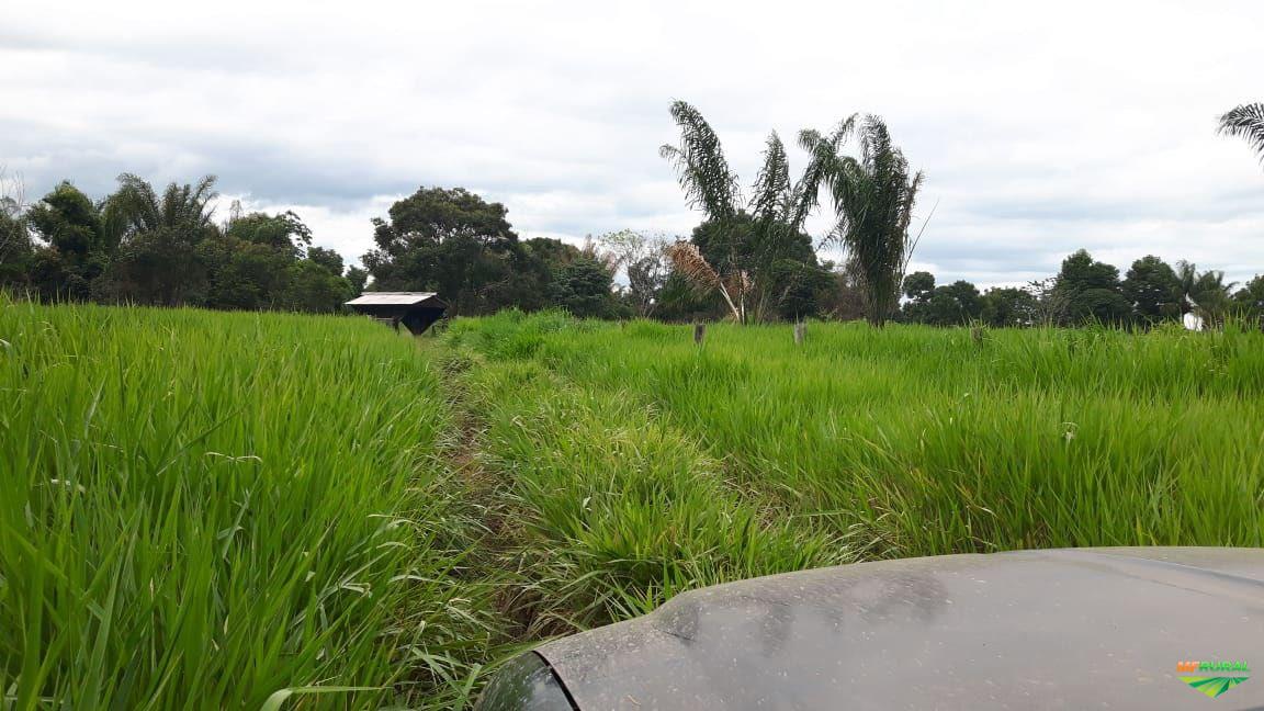10 Hectares Terra em Rondônia | Preço Venda Compra - MF Rural