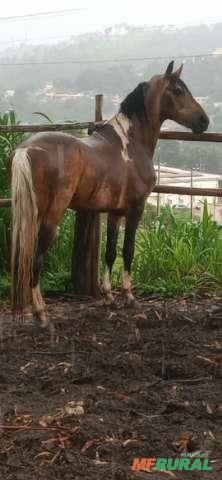 Vendo Cavalo Mangalarga Machador em Itabirito MG à venda. Compre 420595