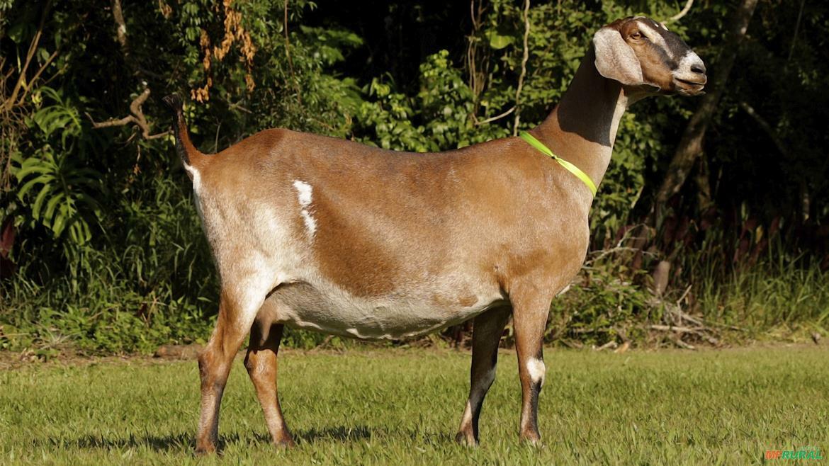 Cabrito 18Kg | Preço Venda Compra - MF Rural