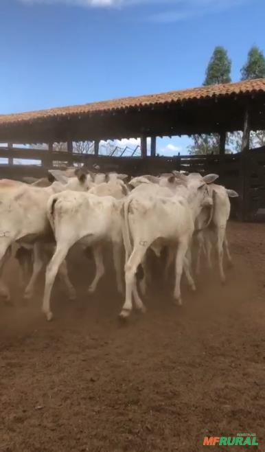 Bezerro 8 Meses | Preço Venda Compra - MF Rural