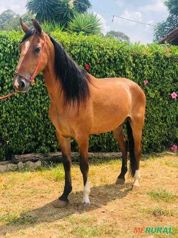 Cavalo Campolina | Preço Venda Compra - MF Rural