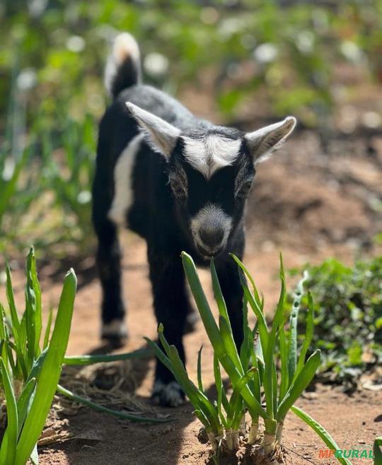 Vendo ou Troco Mini Cabrito Africano Pra Pet Treinado E 648864
