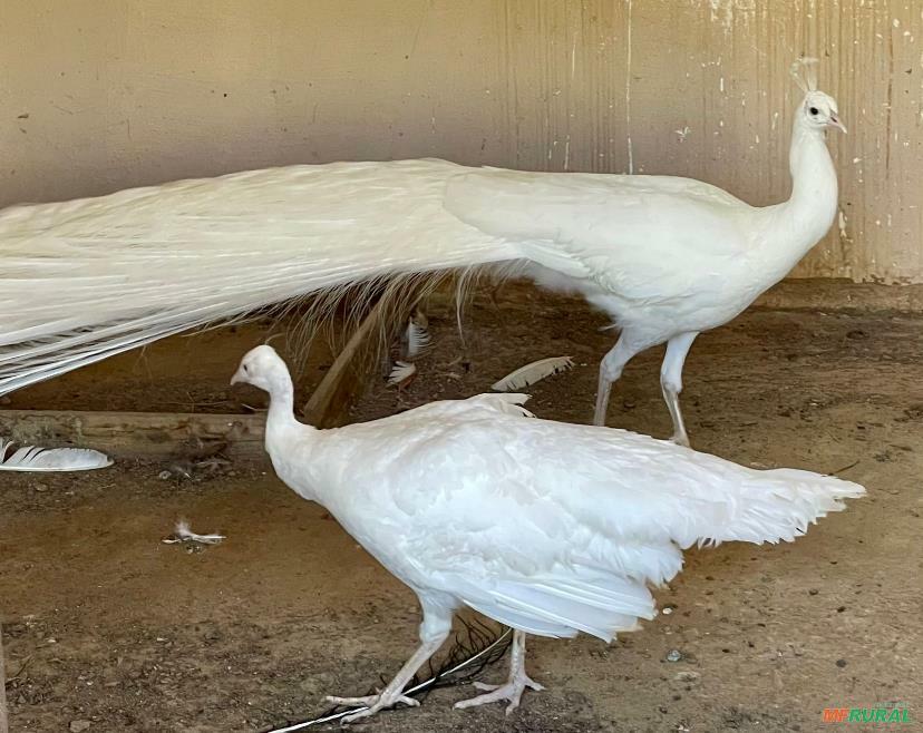Filhote De Pavão Branco - BRAINCP