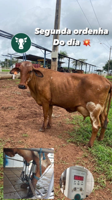 Vacas Leiteiras em Goiás | Preço Venda Compra - MF Rural