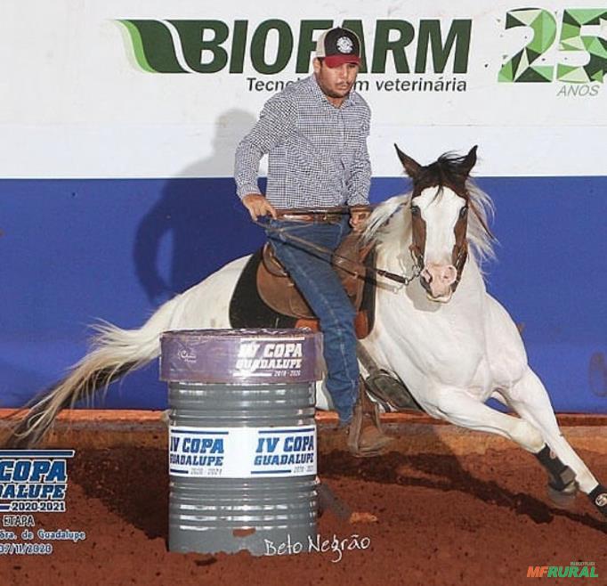 Égua Paint Horse po A Venda!! (Collors by Chance Th) em Barretos 639679