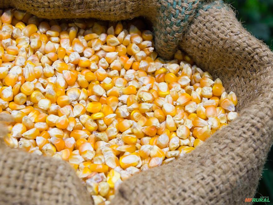 Silo Milho A Granel Preço Venda Compra MF Rural Silo Milho A Granel Preço Venda Compra MF Rural
